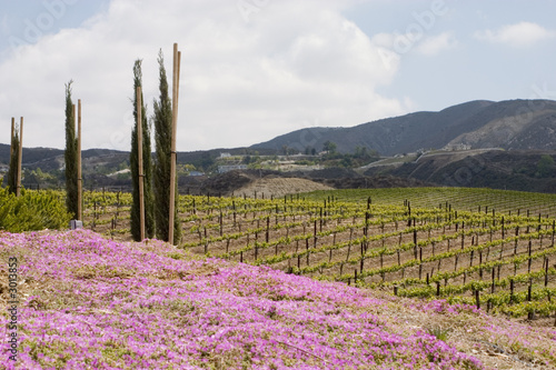 pretty wine country landscape