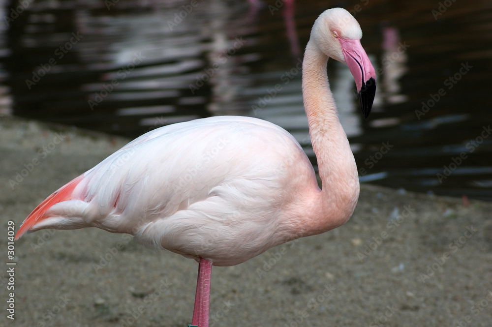 Obraz premium greater flamingo