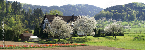 frühling im schwarzwald