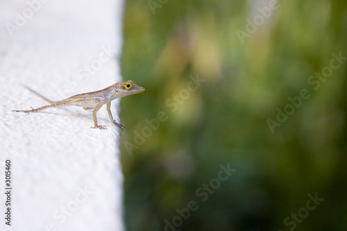 lezard a l'affut photo