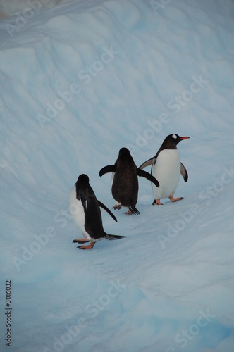 pinguins on the run