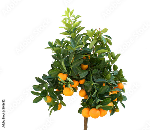 citrus