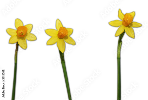 narzissen daffodil