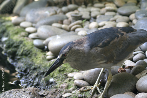 black-crowned night heron photo