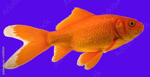 goldfish © Guy Sagi