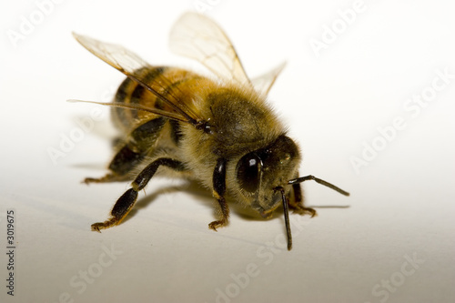honey bee © EuToch