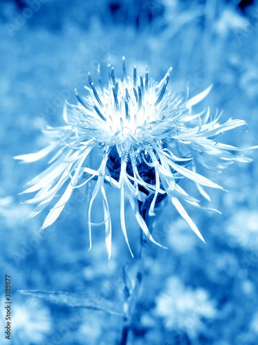 flower in blue misty