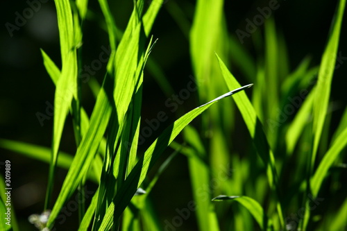 gras