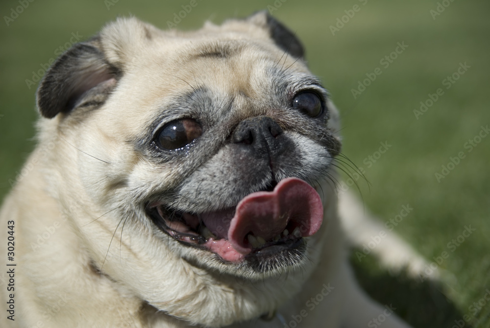 Obraz premium happy fawn pug