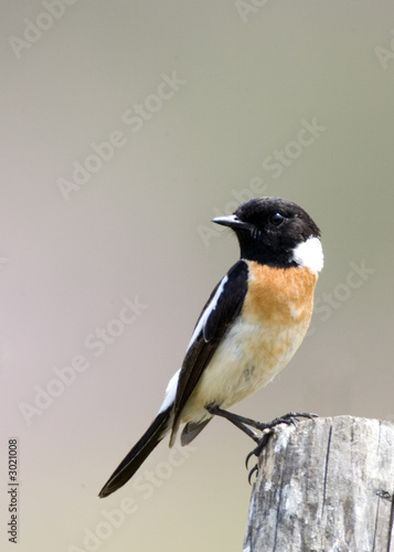 common stonechat