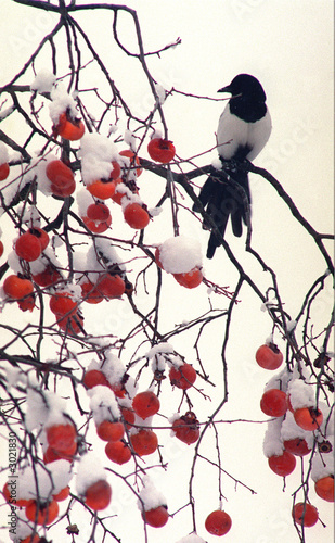 black-billed magpie