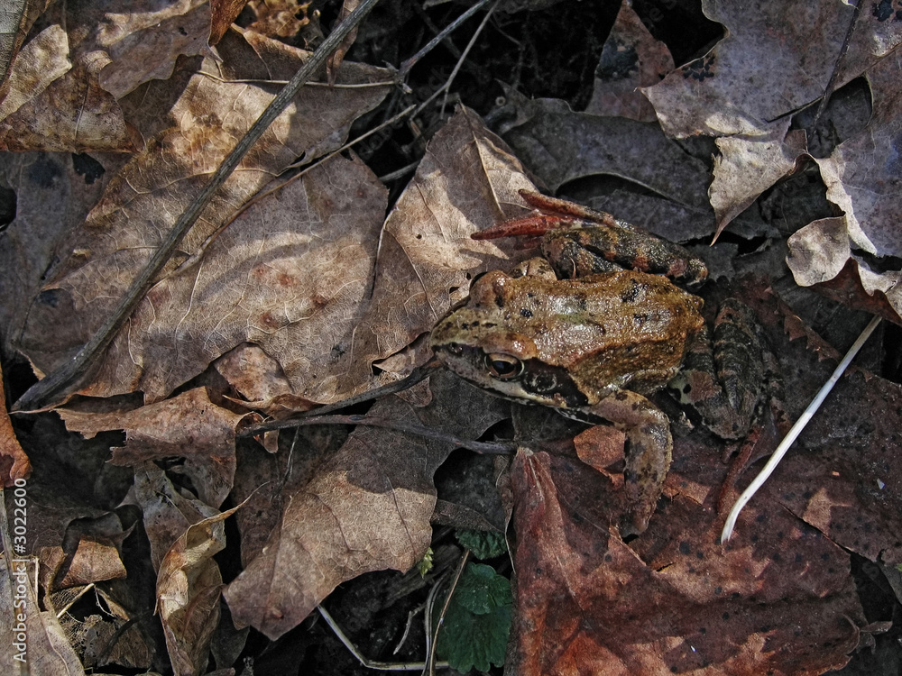 frog on leaves frog on leaves