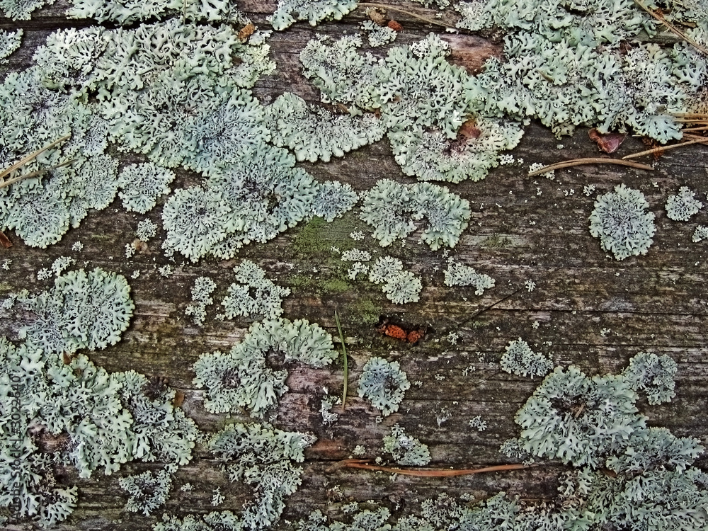 background - old tree overgrown with a moss