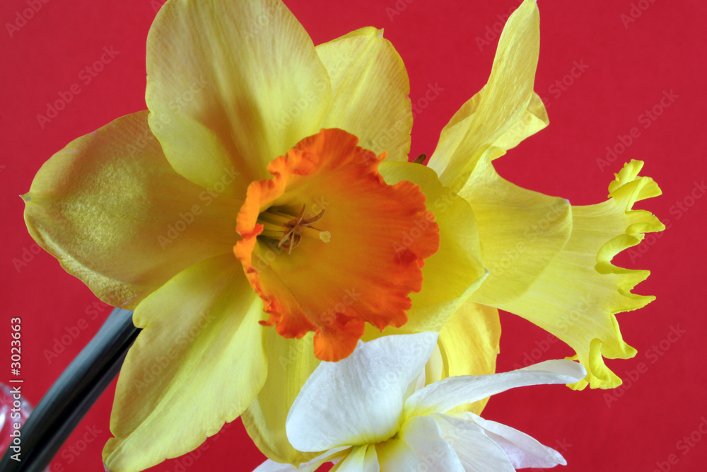 daffodils daffodils