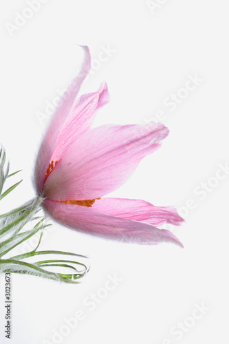 pasque-flower