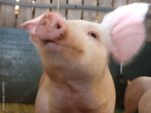 pig