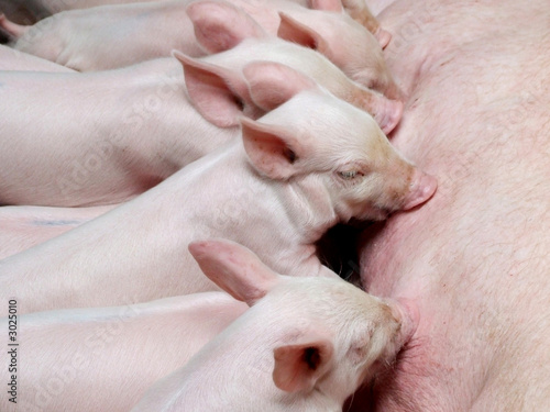 suckling pigs