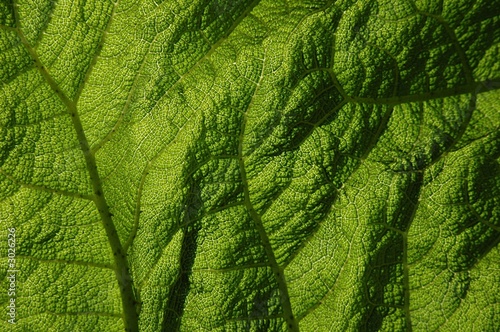 feuille verte