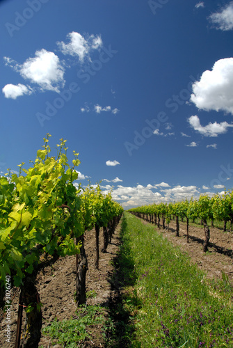 grape vines white clouds