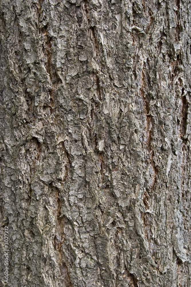 tree bark tree bark
