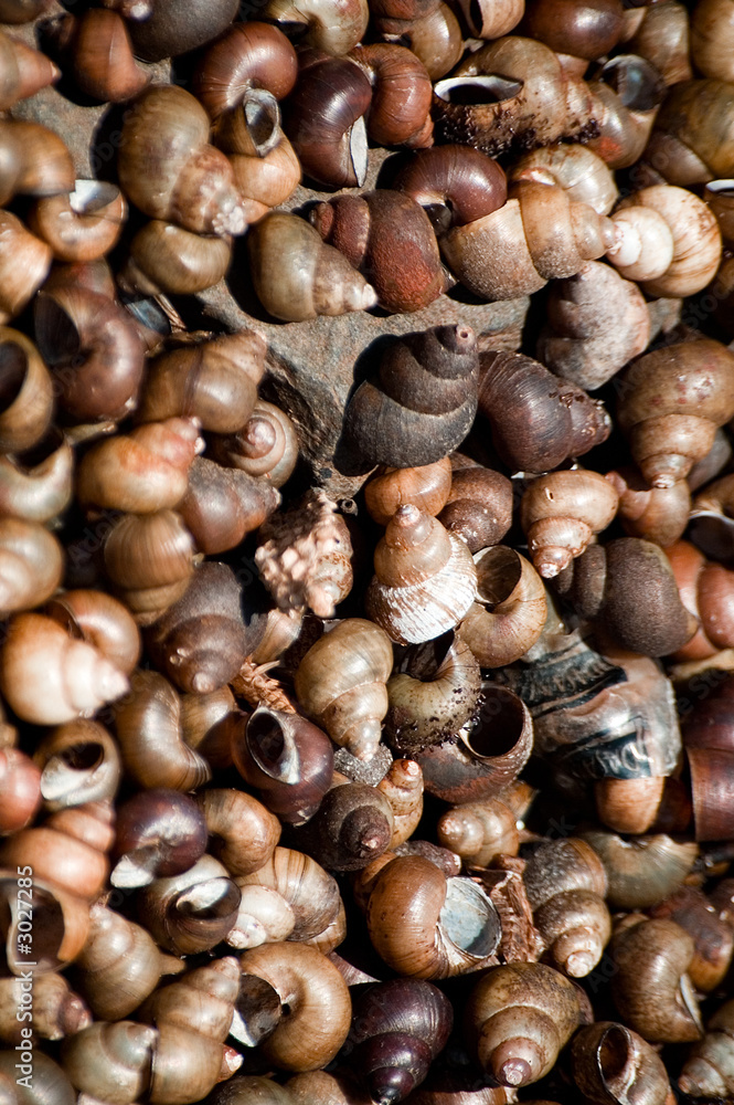 brown sea shells brown sea shells
