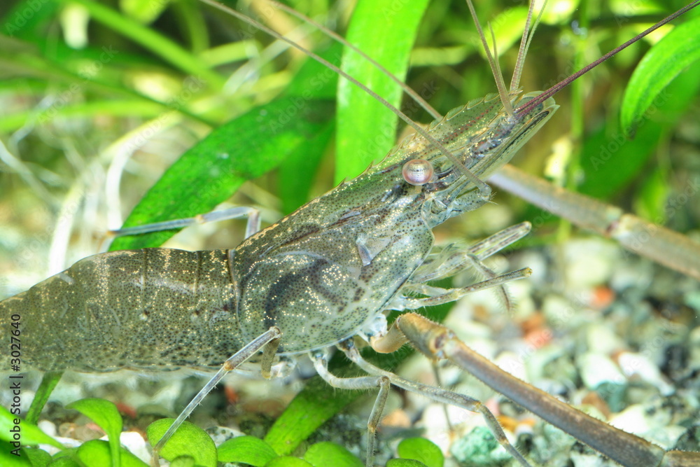 freshwater shrimp