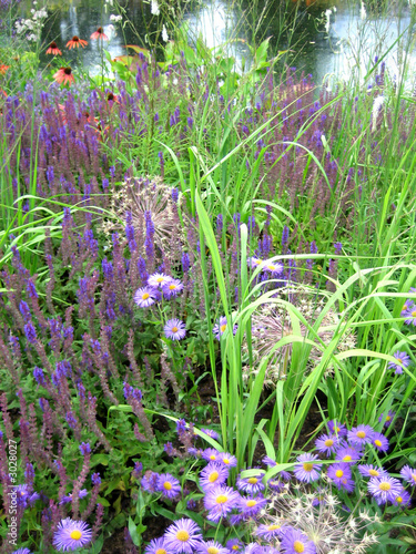 lavender garden