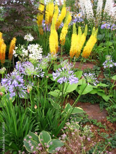 colorful flowers
