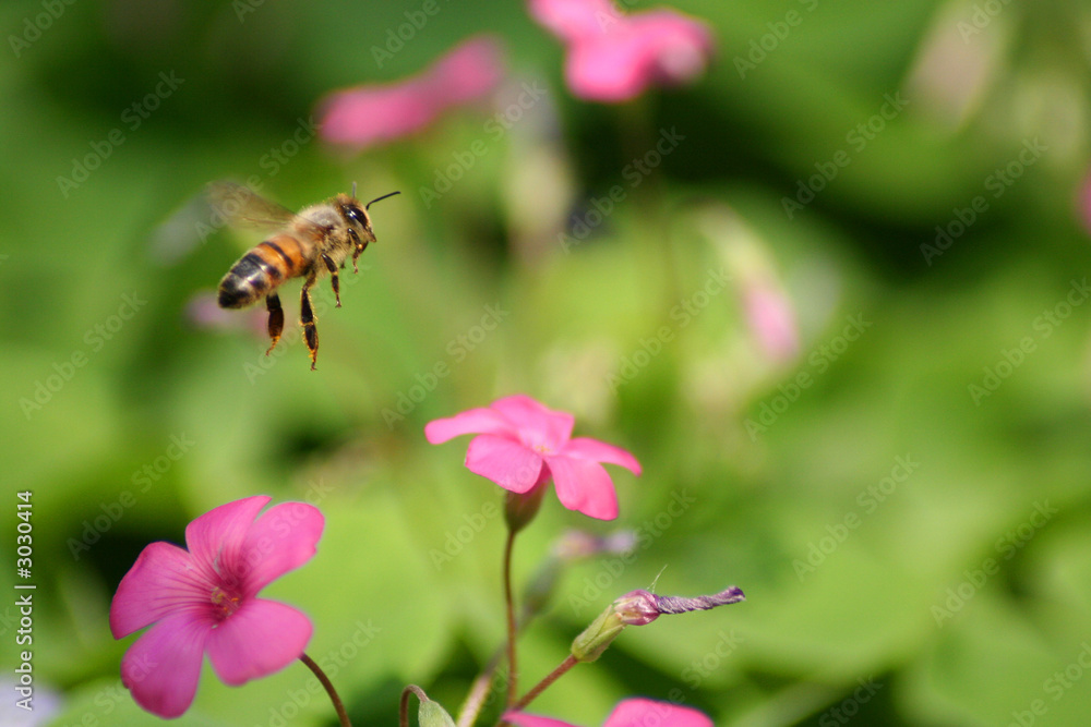 bee flying bee flying