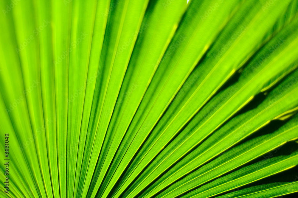close-up of green leaves close-up of green leaves
