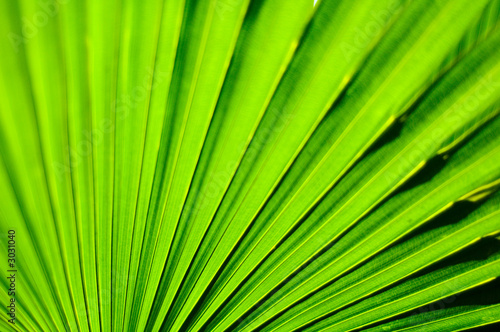 close-up of green leaves