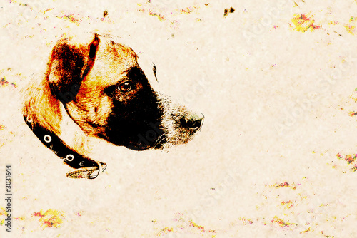 Photography dog  glance