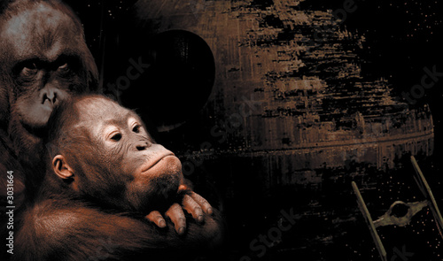 Photography monkeys in the space