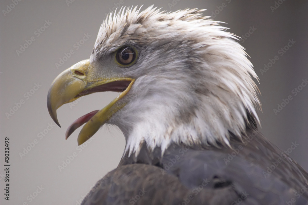 Obraz premium bald eagle