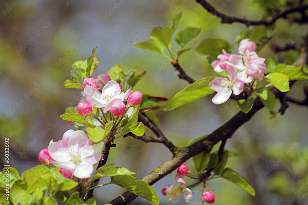 apfelblüte apfelblüte
