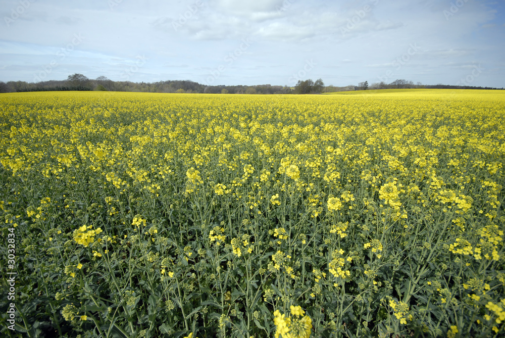 yellow rape field in denmark