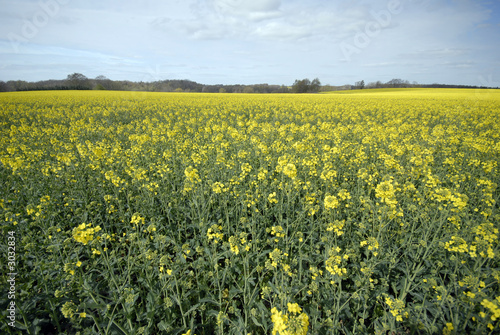 yellow rape field in denmark © mema