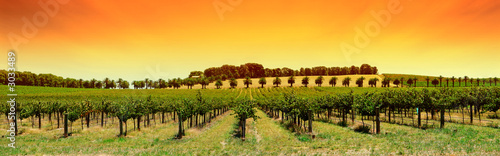 vineyard panorama sunset