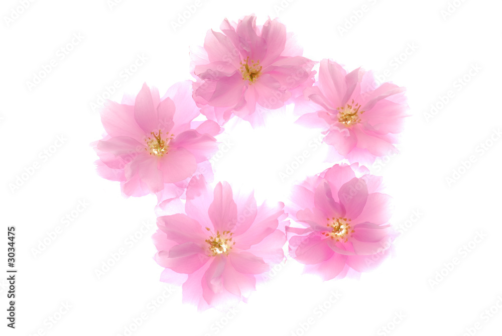 pink lowers