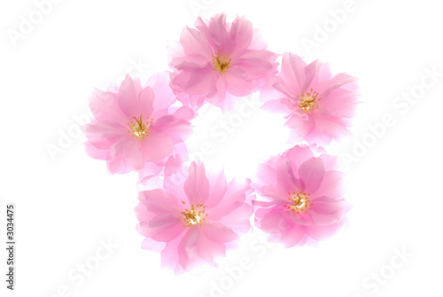 pink lowers