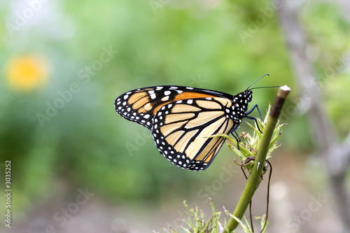 monarch butterfly