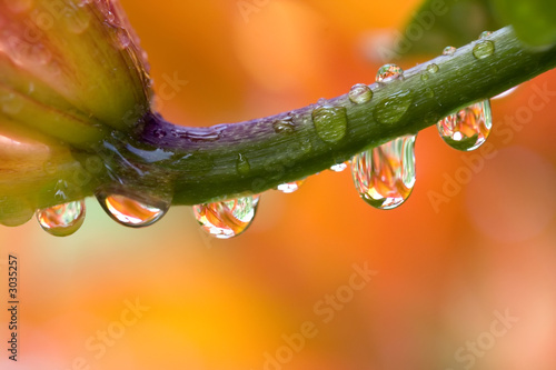 daylily with water drops