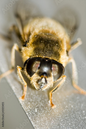 bee