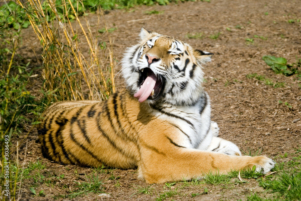 amur tiger amur tiger