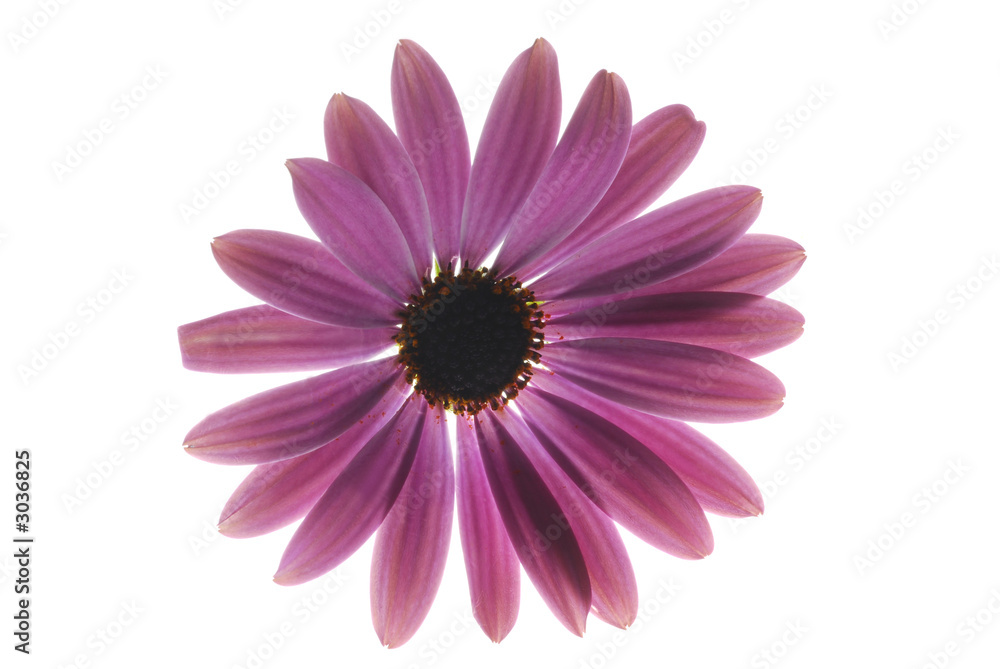 Obraz premium flower