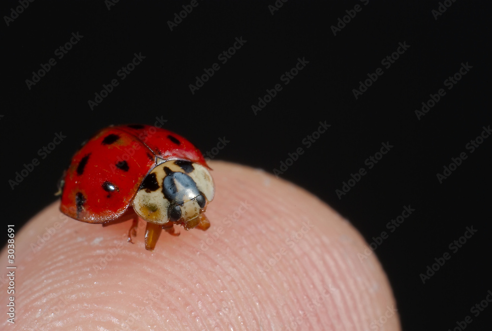 lady bug on finger lady bug on finger