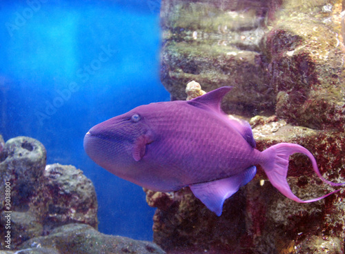 purple fish