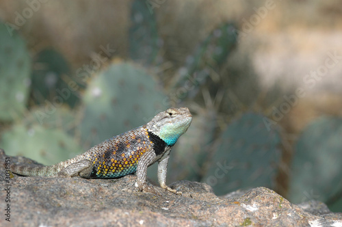 spiny lizard