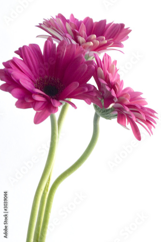 bouquet of pink gebera flowers