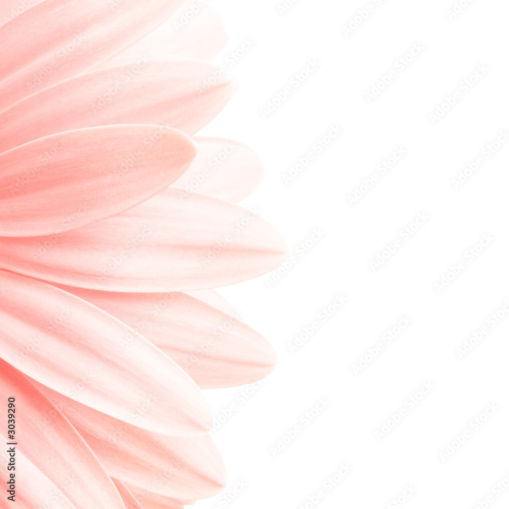 pink petals highkey pink petals highkey